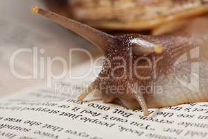 Macro image of snail crawling on book