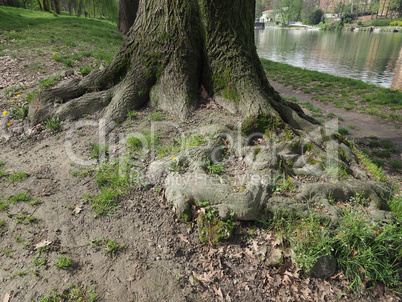 Tree roots near a river