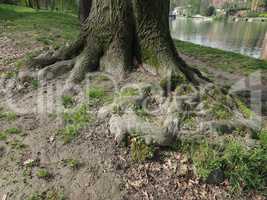 Tree roots near a river