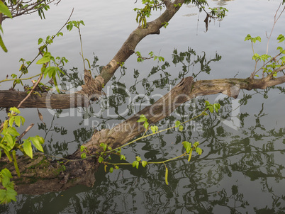 Tree branch in river