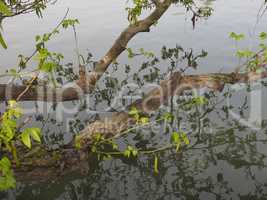 Tree branch in river