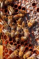 family of bees on honeycombs