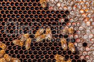 family of bees on honeycombs