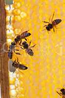 family of bees on honeycombs