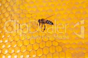 bee on a frame with honey