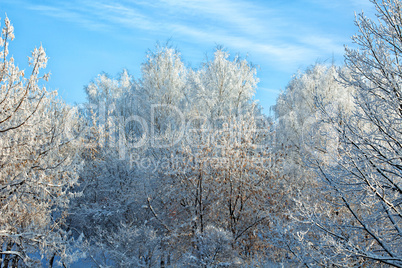 Frosted trees on sunny winter day