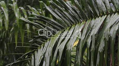 palm leaves in the rain. which sound