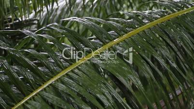 palm leaf in the rain
