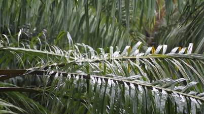 palm leaf in the rain which sound