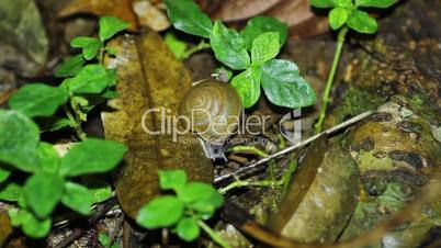 snail crawling on a dry sheet
