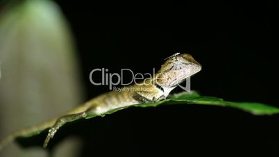 Oriental garden lizard Calotes versicolor at night