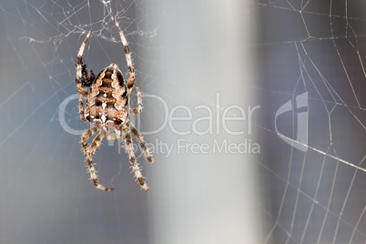 Kreuzspinne beim Spinnen - Eine prächtige Kreuzspinne in ihrem Netz