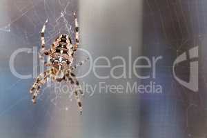 Kreuzspinne beim Spinnen - Eine prÃ€chtige Kreuzspinne in ihrem Netz.