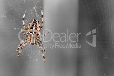 Kreuzspinne beim Spinnen - Eine prÃ€chtige Kreuzspinne vor entsÃ€ttigtem Hintergrund.