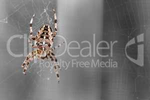 Kreuzspinne beim Spinnen - Eine prÃ€chtige Kreuzspinne vor entsÃ€ttigtem Hintergrund.