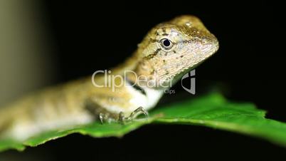 Oriental garden lizard Calotes versicolor nights