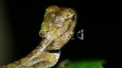 Oriental garden lizard Calotes versicolor nights close up
