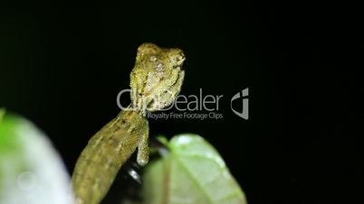 Oriental garden lizard Calotes versicolor nights close up