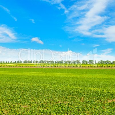 picturesque green field and blue sky