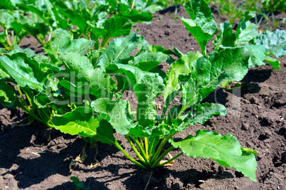 beet tops on the background soils