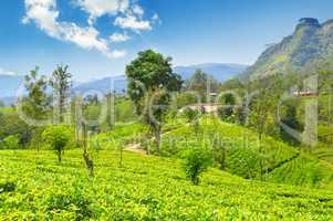 tea plantation on the picturesque hills