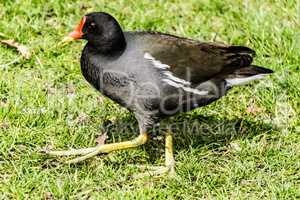 Gallinule