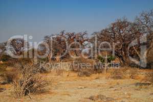 Baobab - Afrikanischer Affenbrotbaum
