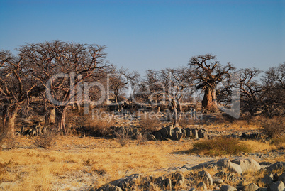 Baobab - Afrikanischer Affenbrotbaum