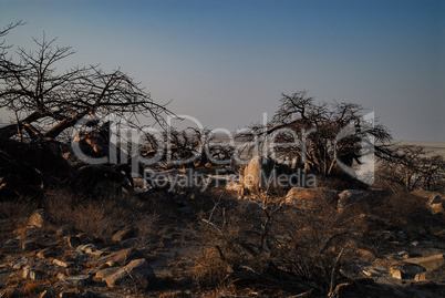 Baobab - Afrikanischer Affenbrotbaum