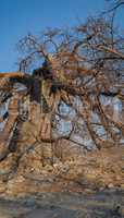 Afrikanischer Affenbrotbaum