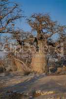 Baobab - Afrikanischer Affenbrotbaum