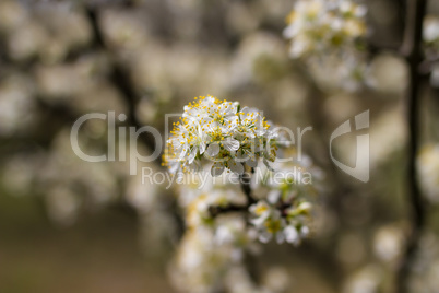 Blooming fruit trees in spring garden