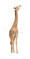 African giraffe raising head up cutout