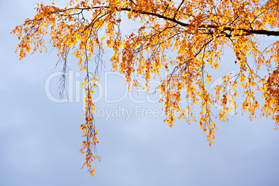 Birch branches with yellow leaves on sky backdrop