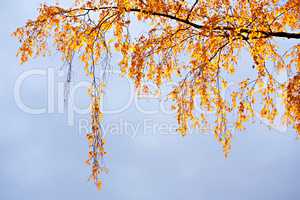 Birch branches with yellow leaves on sky backdrop