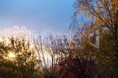 Image of autumn forest at sunset