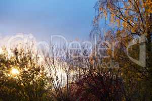 Image of autumn forest at sunset