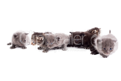 Many cute kittens, isolated on white