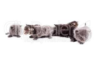 Many cute kittens, isolated on white