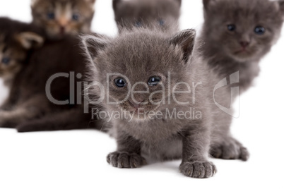 Gray kitten on background of his brothers