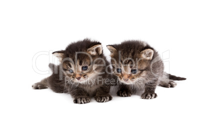Adorable brown tabby kittens, isolated on white
