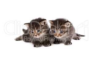 Adorable brown tabby kittens, isolated on white