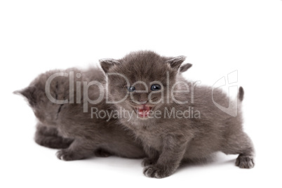 Adorable gray kitten meows at camera