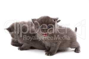 Adorable gray kitten meows at camera