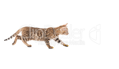 Amusing Bengal kitten, isolated on white backdrop