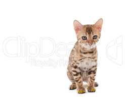 Image of Bengal cat with yellow claws caps