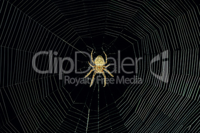 dangerous spider web background at night