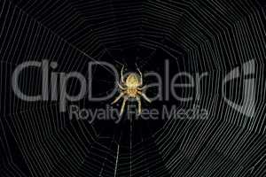 dangerous spider web background at night