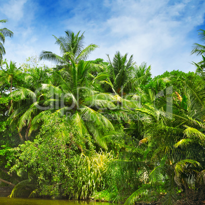 Tropical palm forest on the river bank