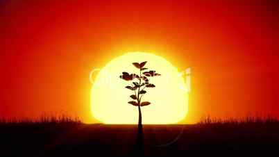 Beautiful Sunrise and Growing Tree. Achievement and Progress Concept 3d animation. Rising Sun Gives New Life. HD 1080.